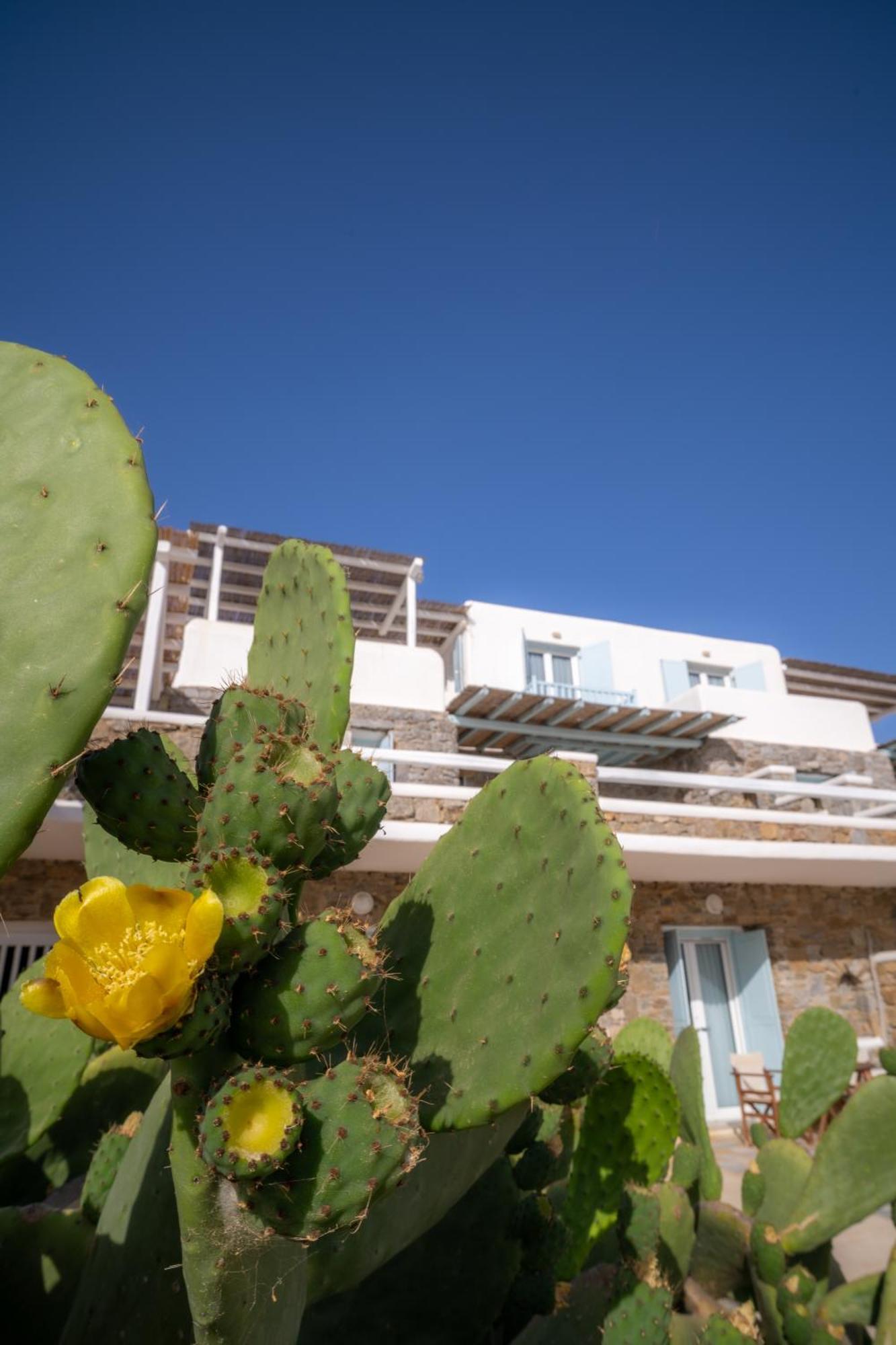 Sofia'S Bungalows Mykonos Mykonos Town Exteriér fotografie
